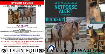 STOLEN EQUINE Buckskin, REWARD  Near Mt Airy, MD, 21771